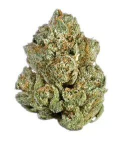 Sativa