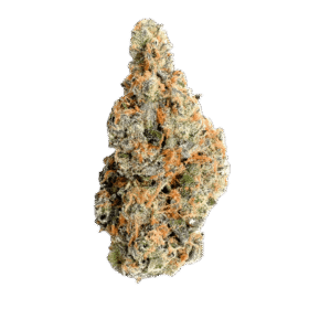 Mimosa